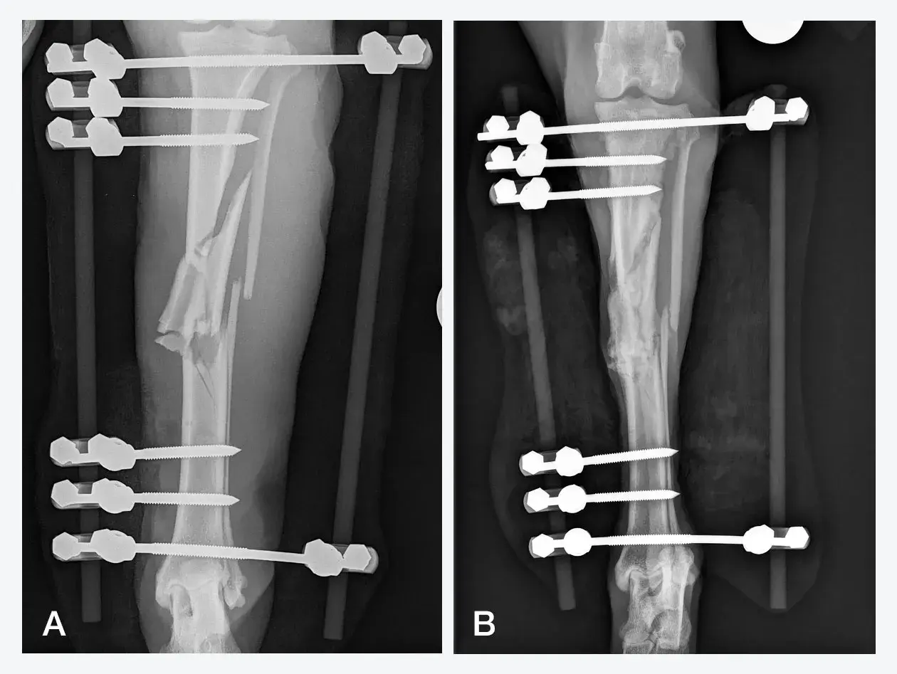 Radiografie di un cane con frattura complessa della tibia, con fissatore esterno. Immagine A mostra la frattura iniziale, B il recupero. Tempi di recupero variabili.