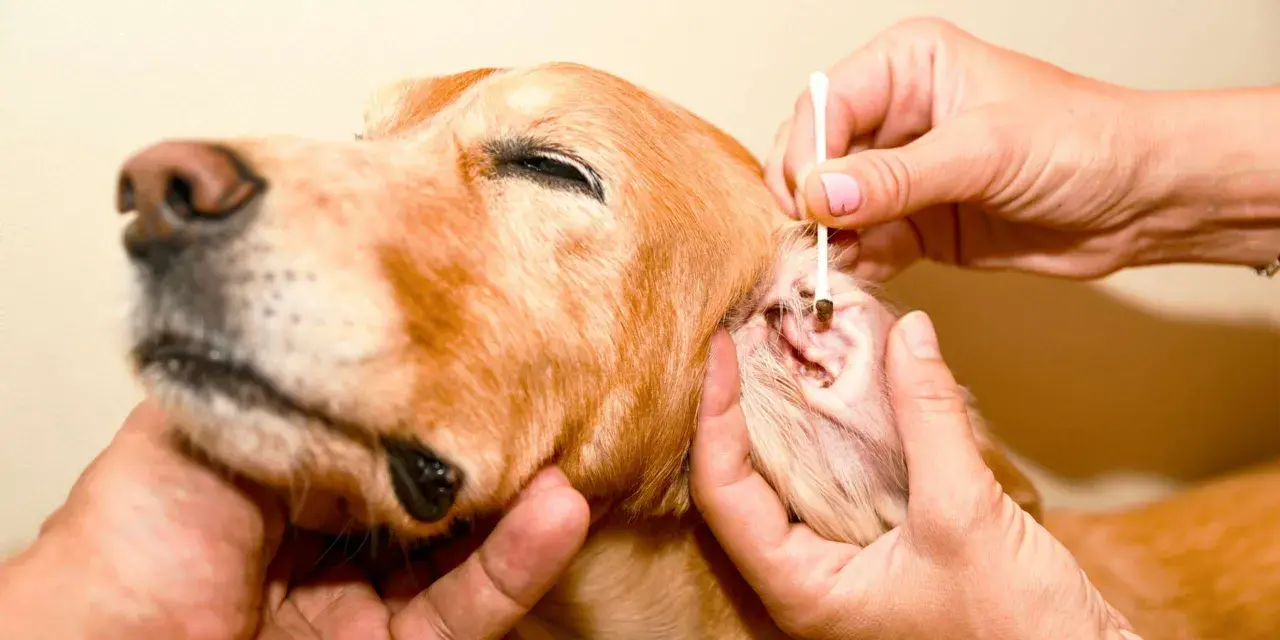 Un cane golden retriever riceve una terapia per gli acari delle orecchie, con un cotton fioc che pulisce delicatamente il canale uditivo.