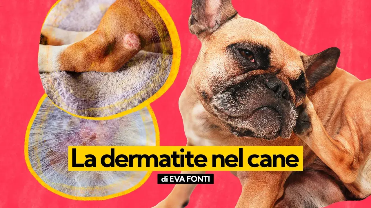 Primo piano di un cane che si gratta, con immagini ravvicinate di lesioni cutanee che indicano dermatite nel cane da pulci.