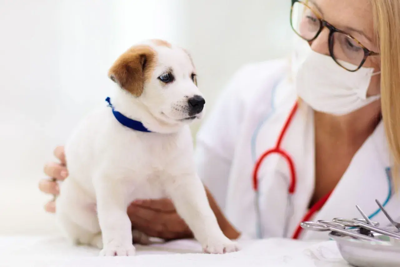 Cucciolo bianco con macchie marroni dal veterinario per un controllo sul criptorchidismo cane.