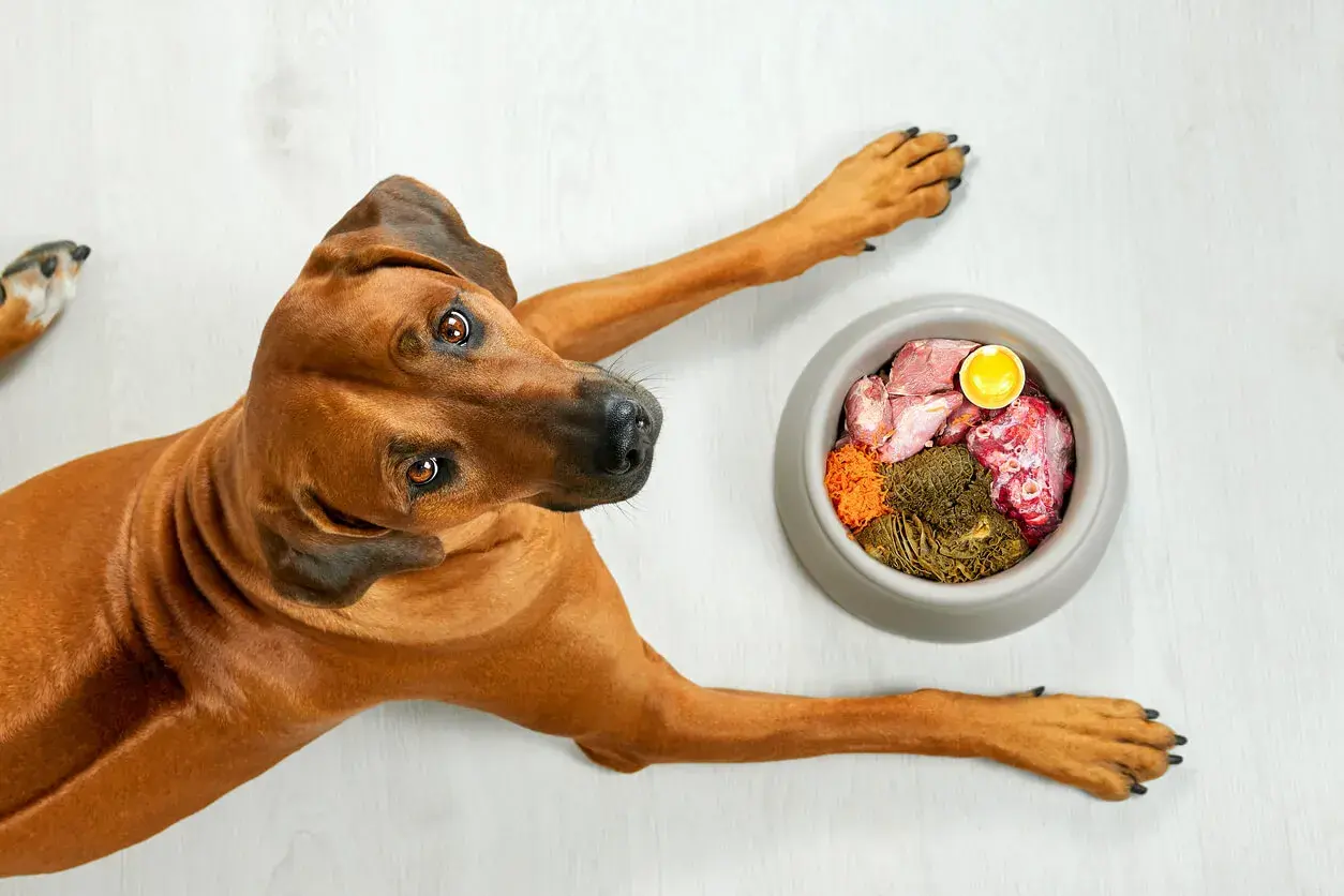 Cane marrone con ciotola di cibo crudo. Attenzione ai sintomi di pancreatite cane: vomito, diarrea, letargia.