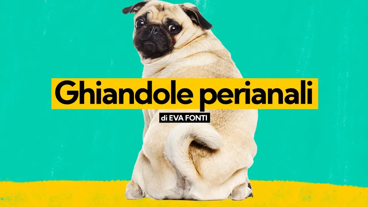 Un carlino guarda indietro, con la scritta "Ghiandole perianali" in evidenza.