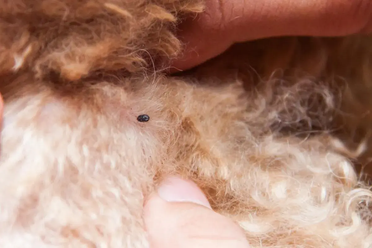Un acaro sul pelo di un cane, un piccolo parassita da rimuovere.