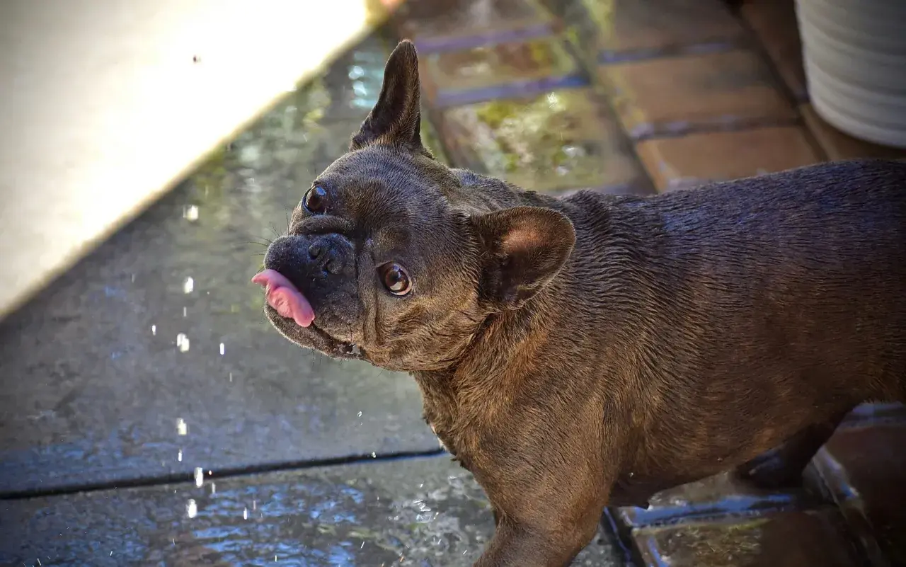 Un bulldog francese con la lingua fuori, bagnato e con un leggero singhiozzo cane, guarda verso la telecamera mentre gocce d'acqua cadono.