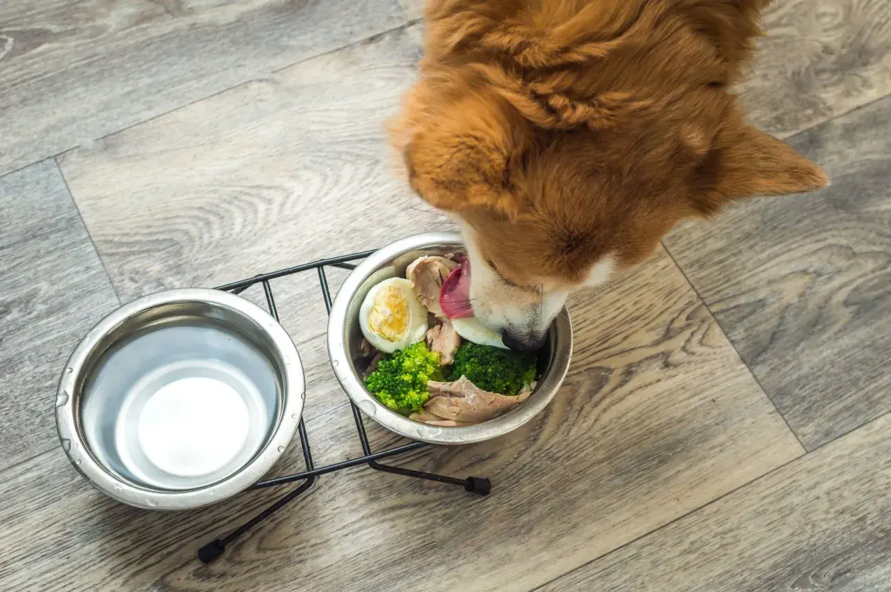 Un cane mangia con gusto cibo caldo fatto in casa: pollo, uova e broccoli in una ciotola.