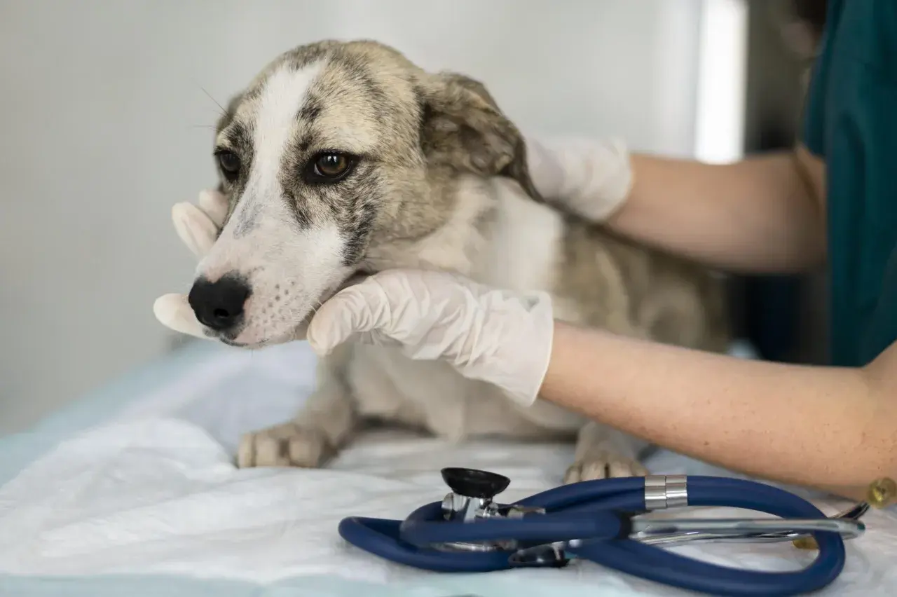 Visita veterinaria per un cane con sospetto tumore. Si escludono cause come flatulenza.
