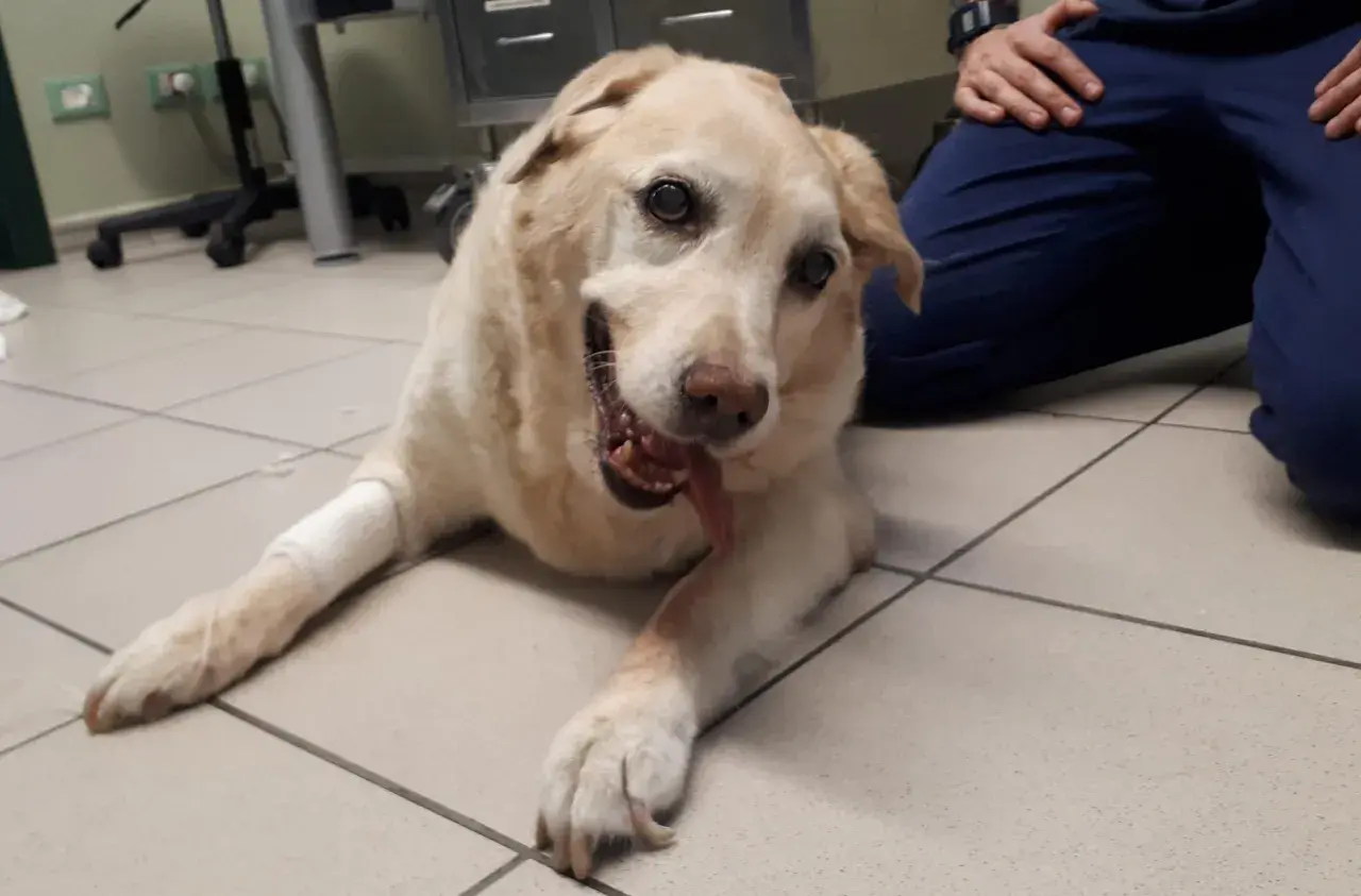 Cane con sindrome vestibolare, sdraiato a terra, con zampe fasciate. Sembra un po' confuso ma si affida alle cure.