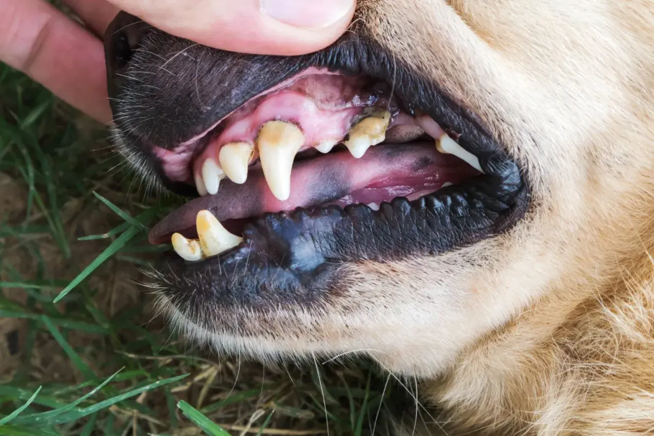 Denti del cane con tartaro visibile. Scopri come togliere il tartaro dai denti del cane per un sorriso sano.