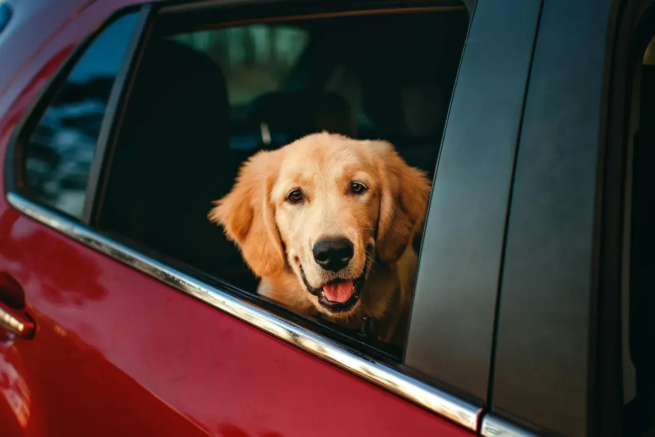 Golden retriever con la testa fuori dal finestrino, pronto per il viaggio. Forse gli serviranno dei farmaci per il mal d'auto cane.