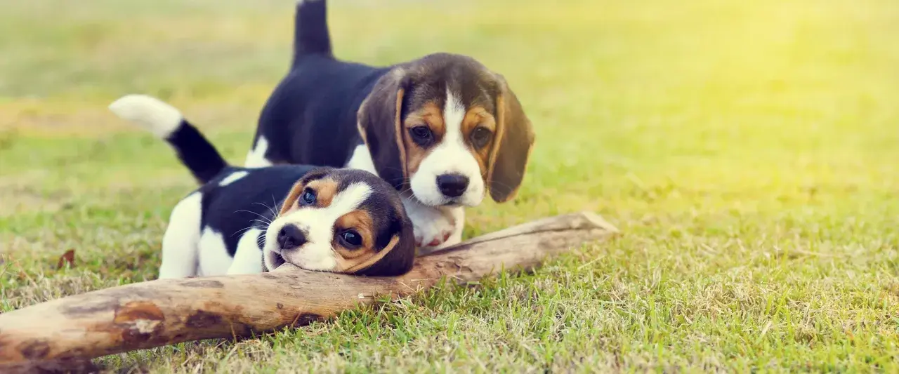 Due cuccioli beagle giocano sull'erba con un bastone. La sverminazione cane è importante per la loro salute.