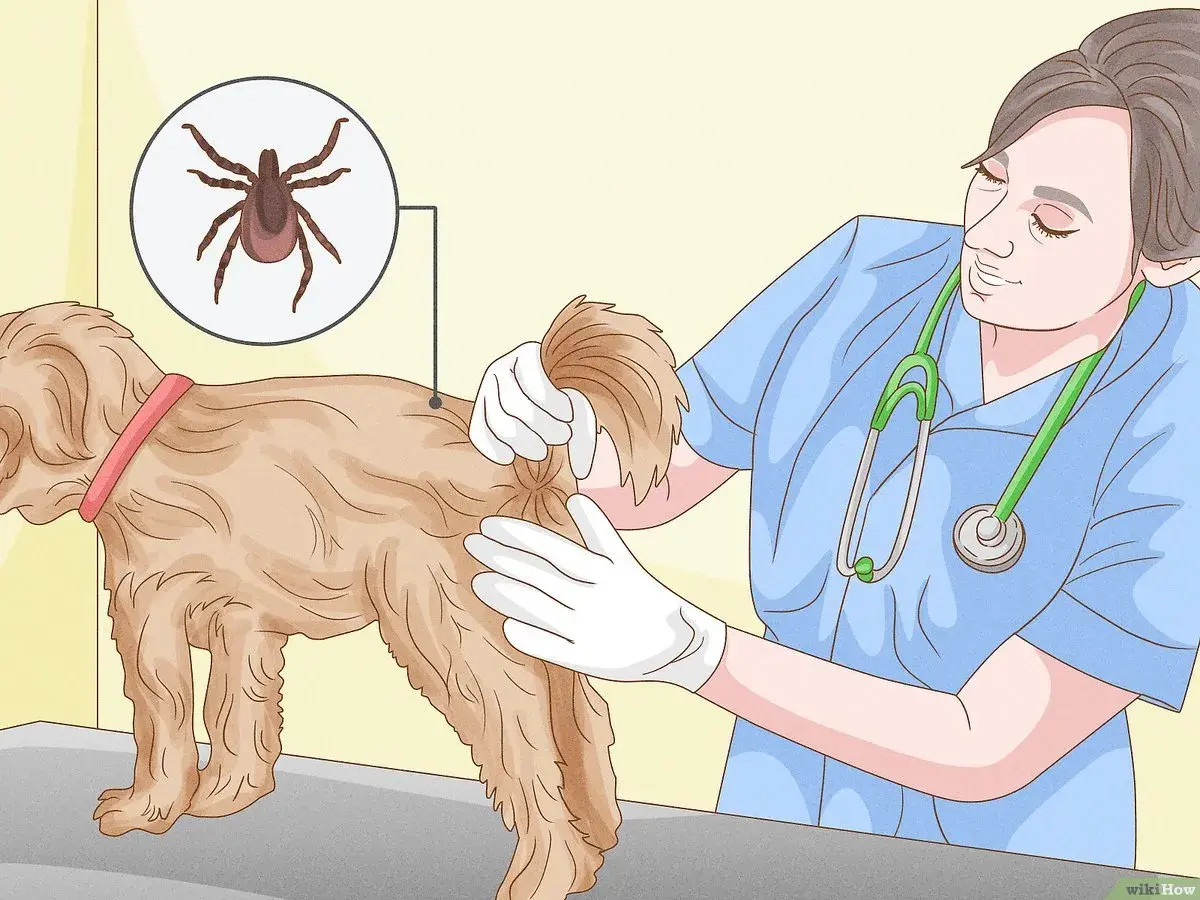 Veterinario mostra come togliere una zecca al cane, evidenziando la bestiola con un ingrandimento.