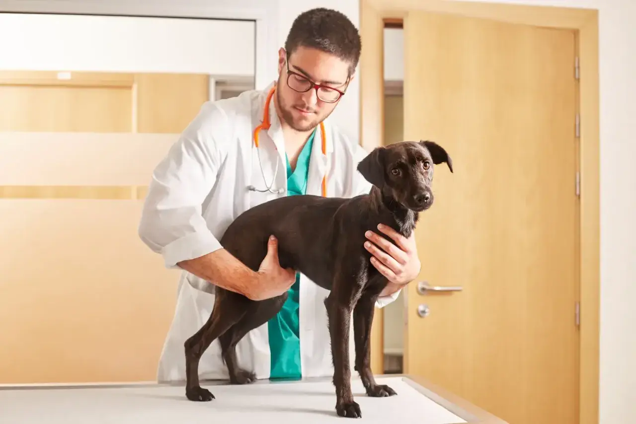 Veterinario esamina un cane scuro, forse per una cisti cheratinica.
