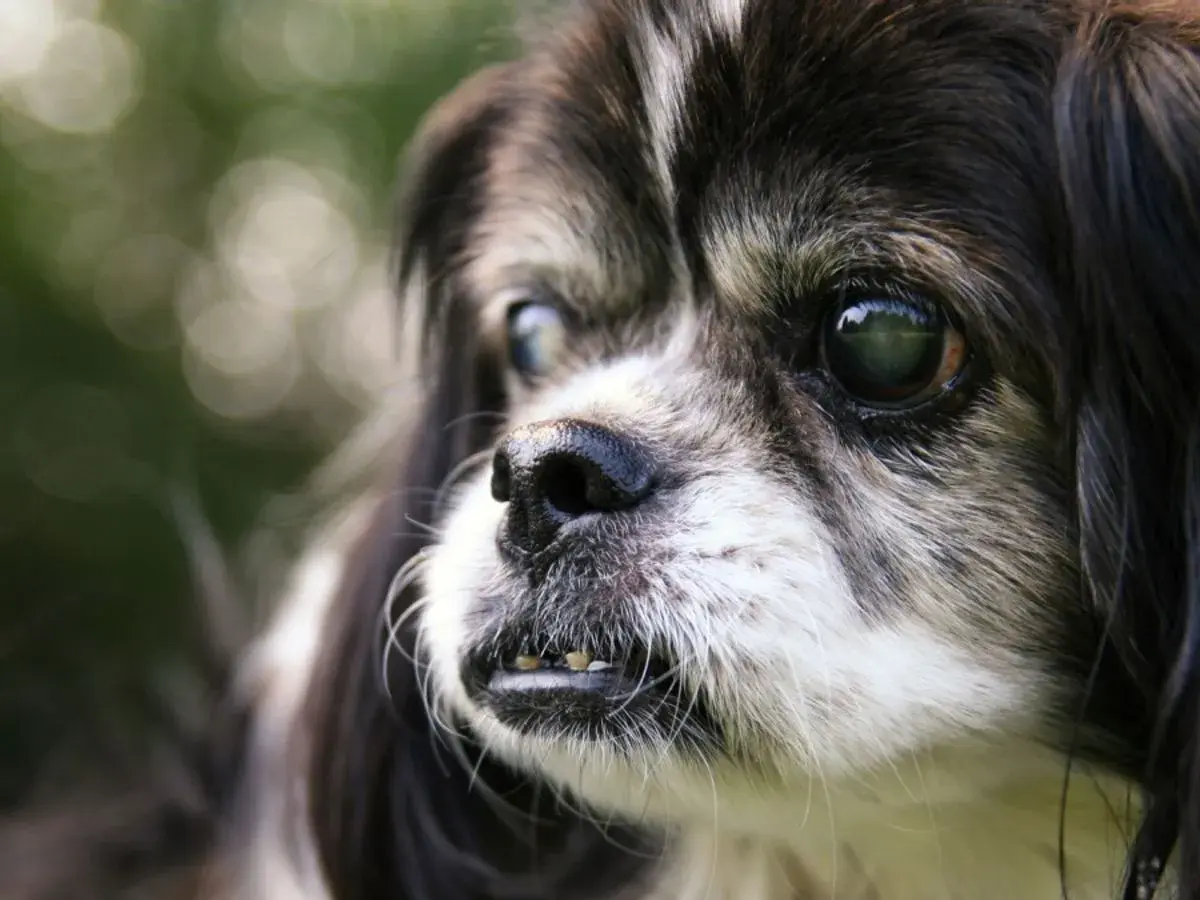 Primo piano di un cane anziano con occhi opachi. La sua espressione curiosa fa riflettere su quanto vive un cane cieco.