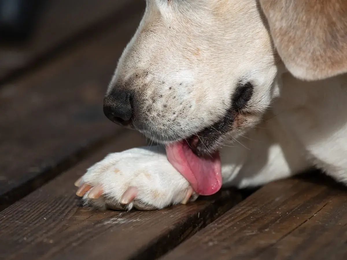 Un cane si lecca le zampe con la lingua rosa su un tavolato di legno.
