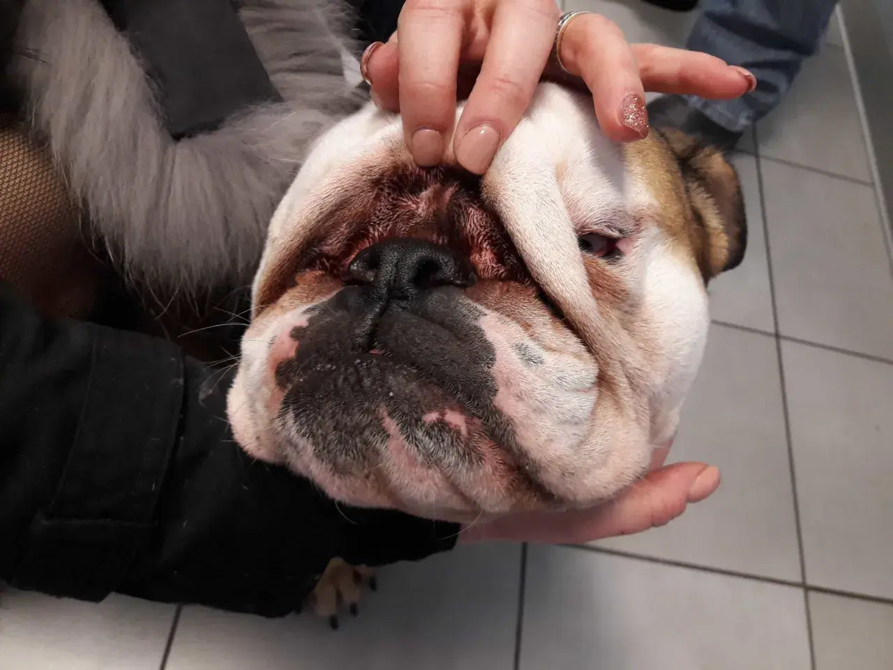 Mani che esaminano il muso di un bulldog, forse per un'infezione da malassezia all'orecchio del cane.