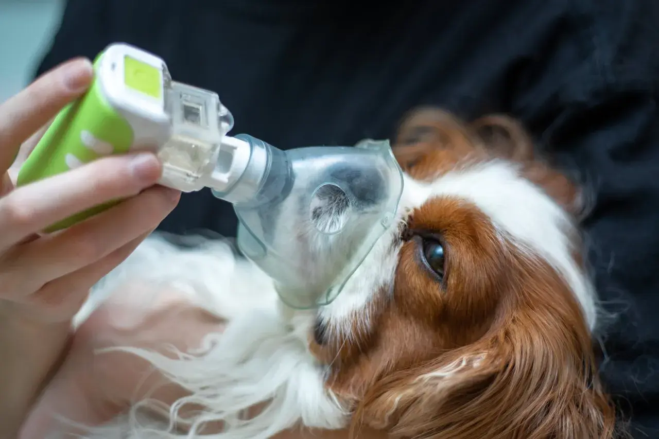 Un cane tossisce come se avesse qualcosa in gola, riceve un trattamento con un inalatore.