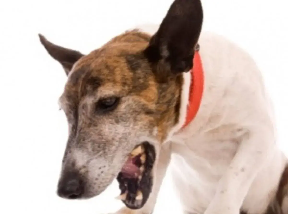 Cane con collare rosso che sembra avere uno starnuto inverso, con la bocca aperta e gli occhi socchiusi.