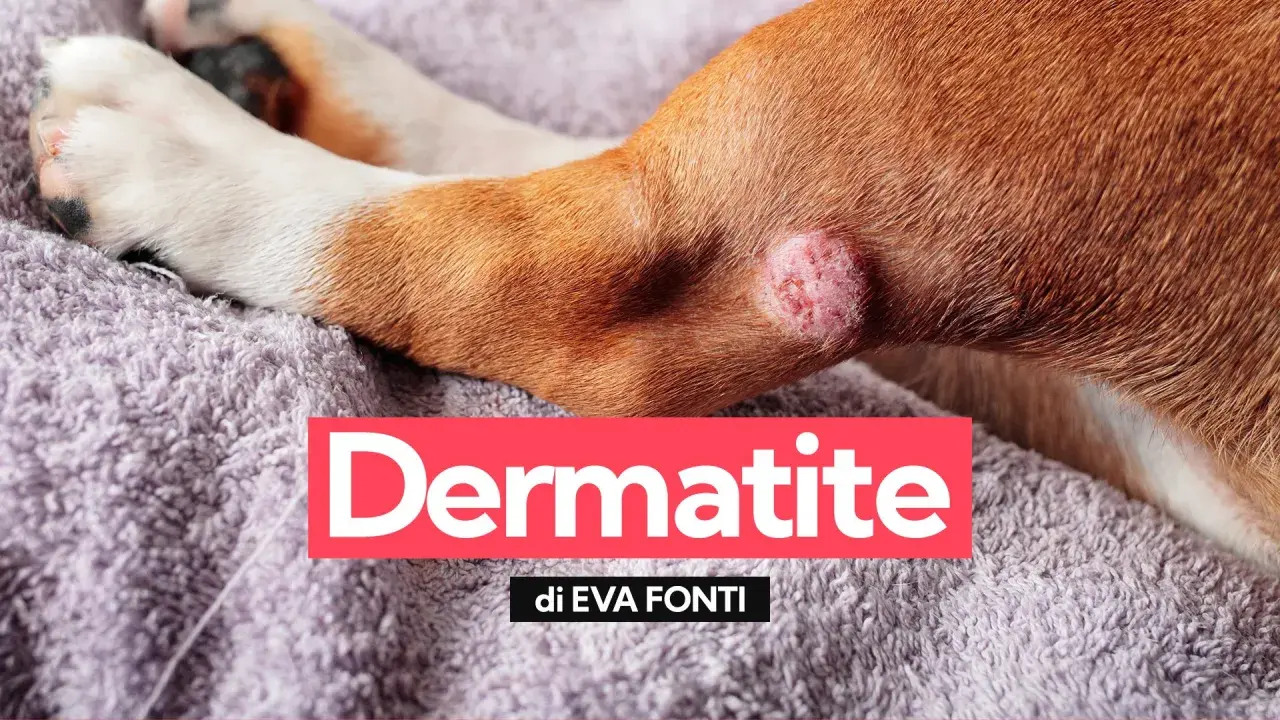 Primo piano di una zampa di cane con una lesione cutanea, indicativa di dermatite.