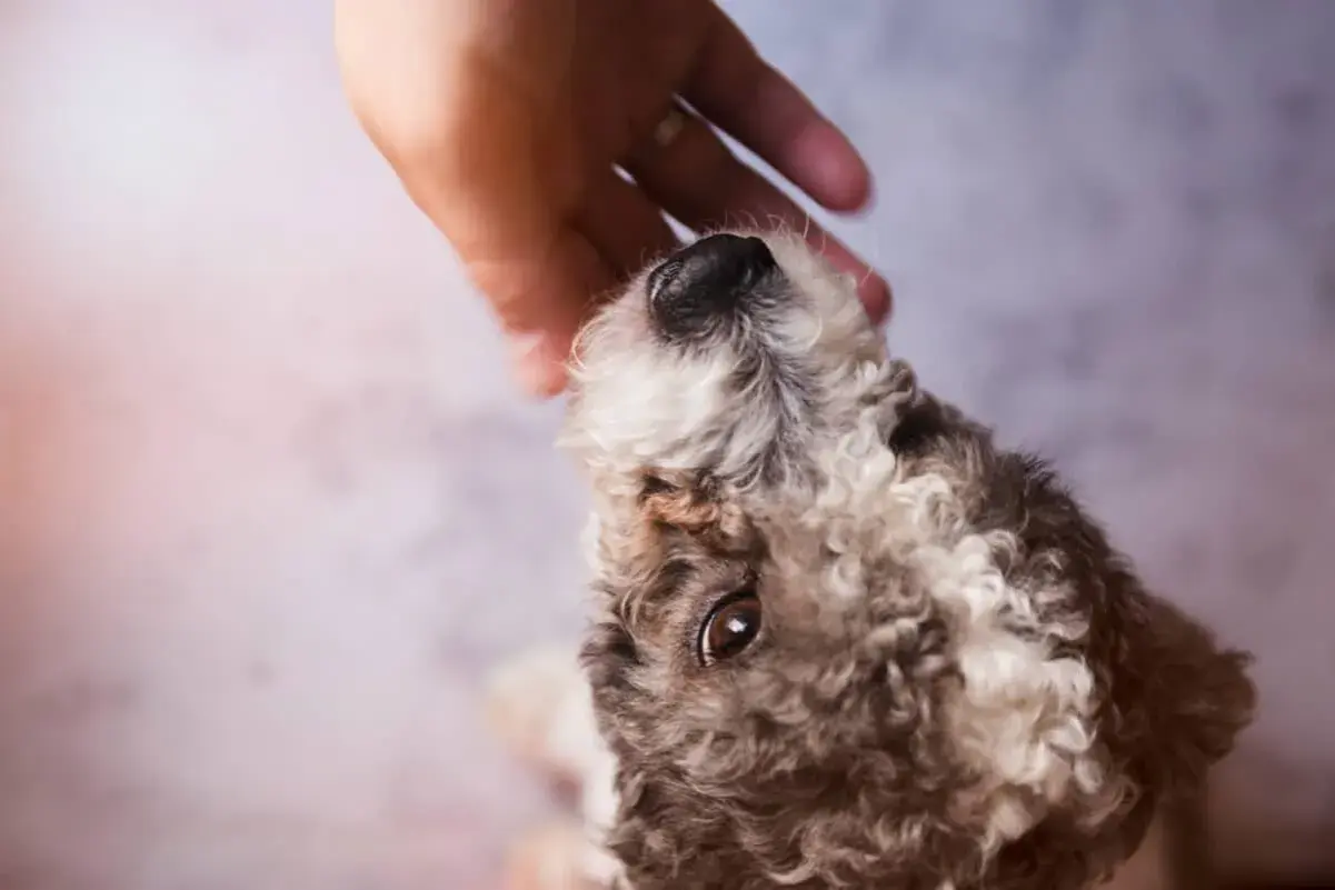 Un cane con pelo riccio riceve una carezza. Forse cerca rimedi per le pulci.