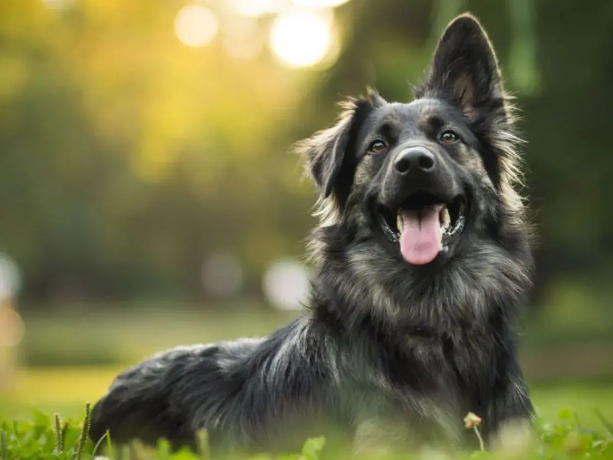 Cane sorridente in un prato. Anche con artrosi, un cane può vivere felice e a lungo.