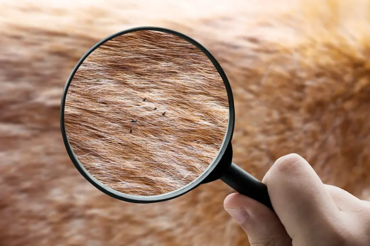 Ingrandimento della pelliccia di un cane rivela la presenza di pulci.