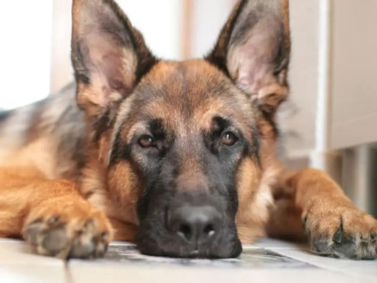 Un cane pastore tedesco con sguardo triste, forse affetto da mielopatia degenerativa, in attesa di un'eutanasia compassionevole.
