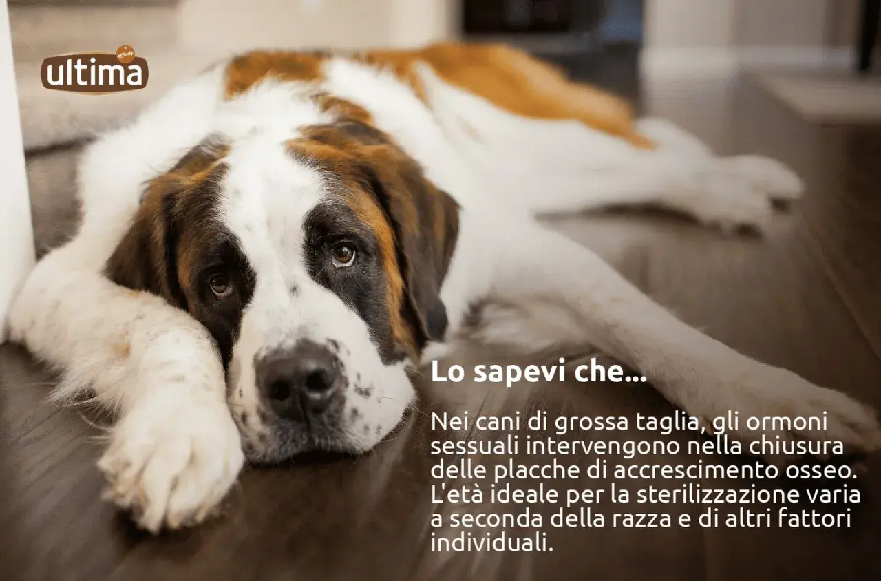 San Bernardo sdraiato, con testo informativo sulla sterilizzazione cane femmina e l'età ideale per l'intervento.