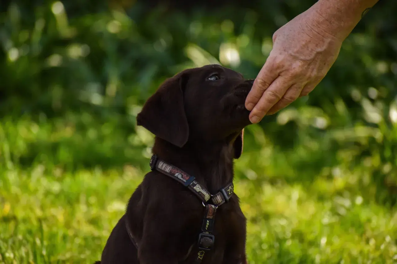 Un cucciolo marrone riceve un cocco al cane da una mano.