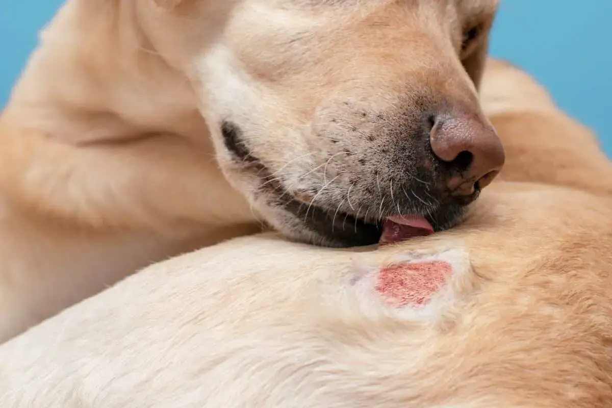 Un cane si lecca una zona arrossata sulla pelle, mostrando un'irritazione cutanea.