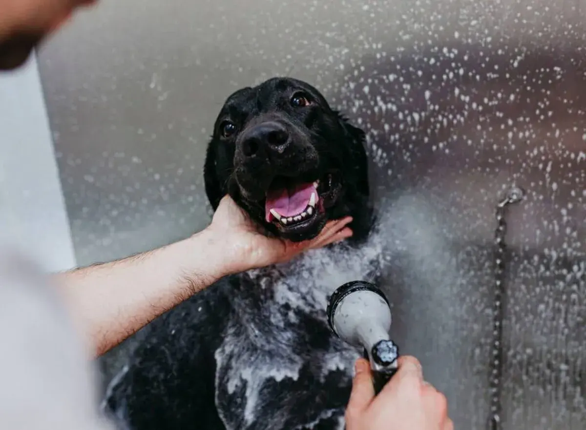 Un cane nero felice viene insaponato e sciacquato. È ora di fare il bagno al cane!