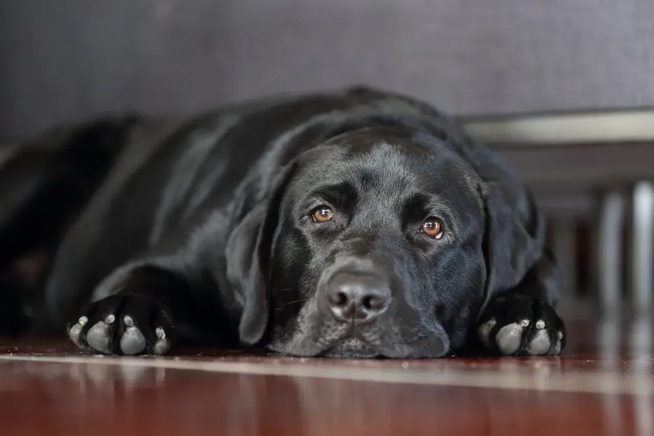 Un cane nero con sguardo triste, sdraiato a terra. Potrebbe mostrare sintomi di cane depresso.