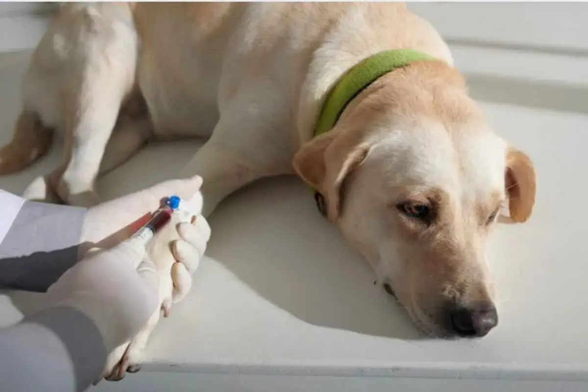 Cane con fosfatasi alcalina alta, sottoposto a prelievo di sangue per analisi.