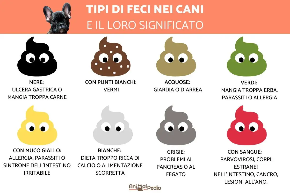 Guida ai tipi di feci canine: quando preoccuparsi se il cane ha la diarrea, feci acquose o con sangue indicano problemi.