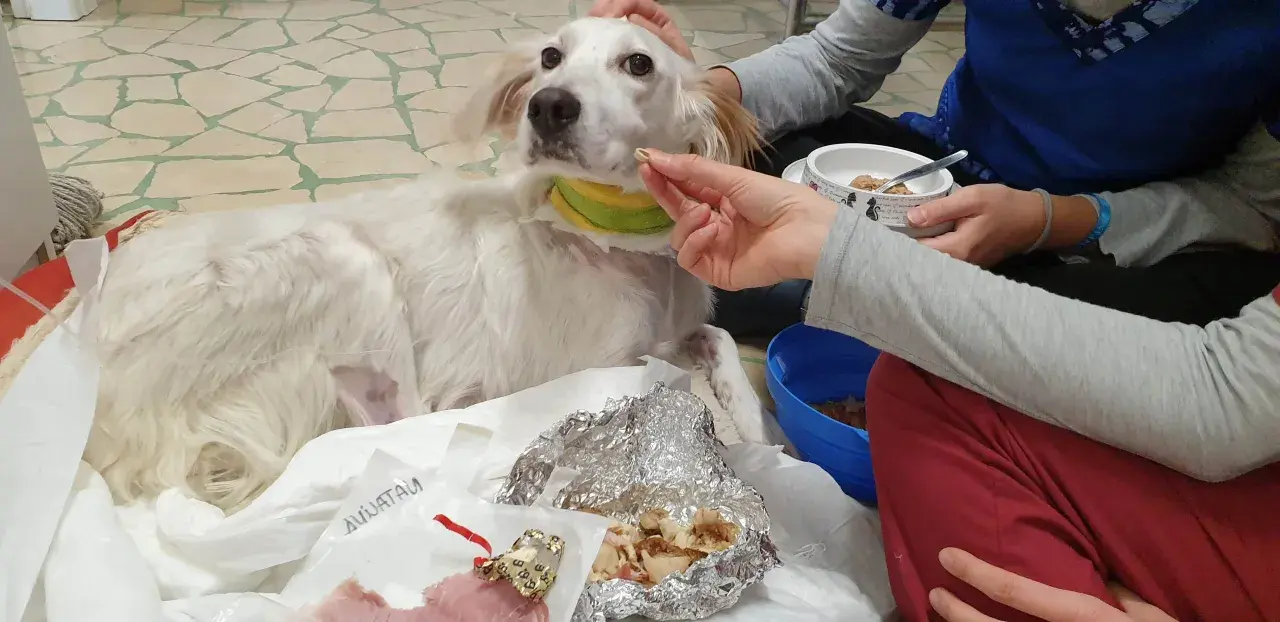 Un cane bianco, con un collare verde e giallo, è sdraiato su un telo. Una mano gli offre un bocconcino, ma il cane non mangia.