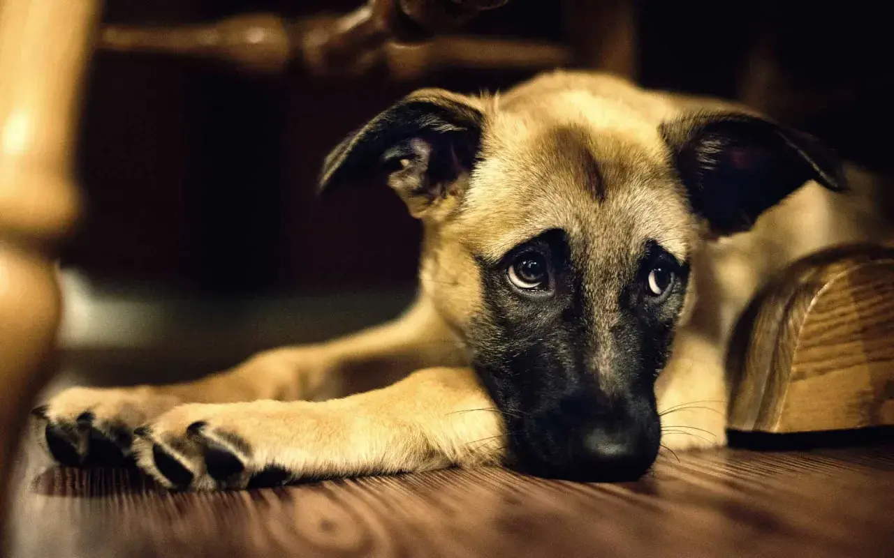 Cane con sguardo triste, forse soffre di insufficienza renale e non beve.