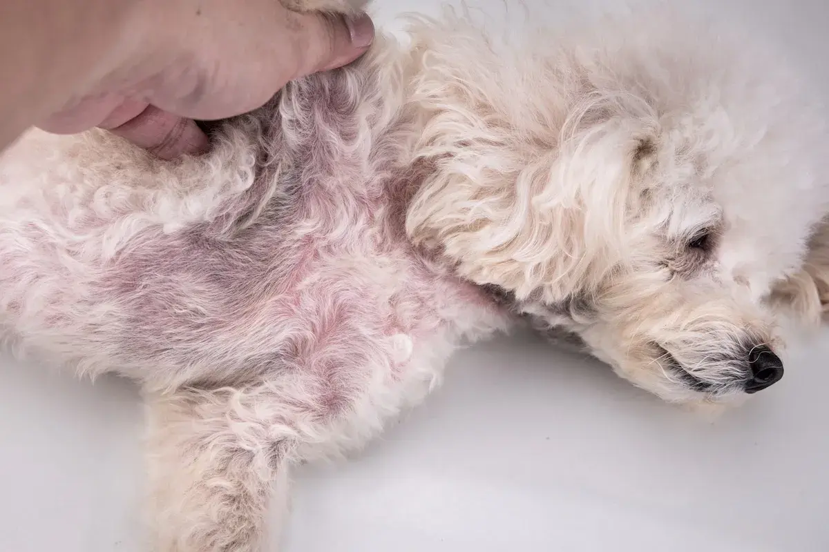 Cane con pelo chiaro e pelle arrossata, sintomo di dermatite da acari.