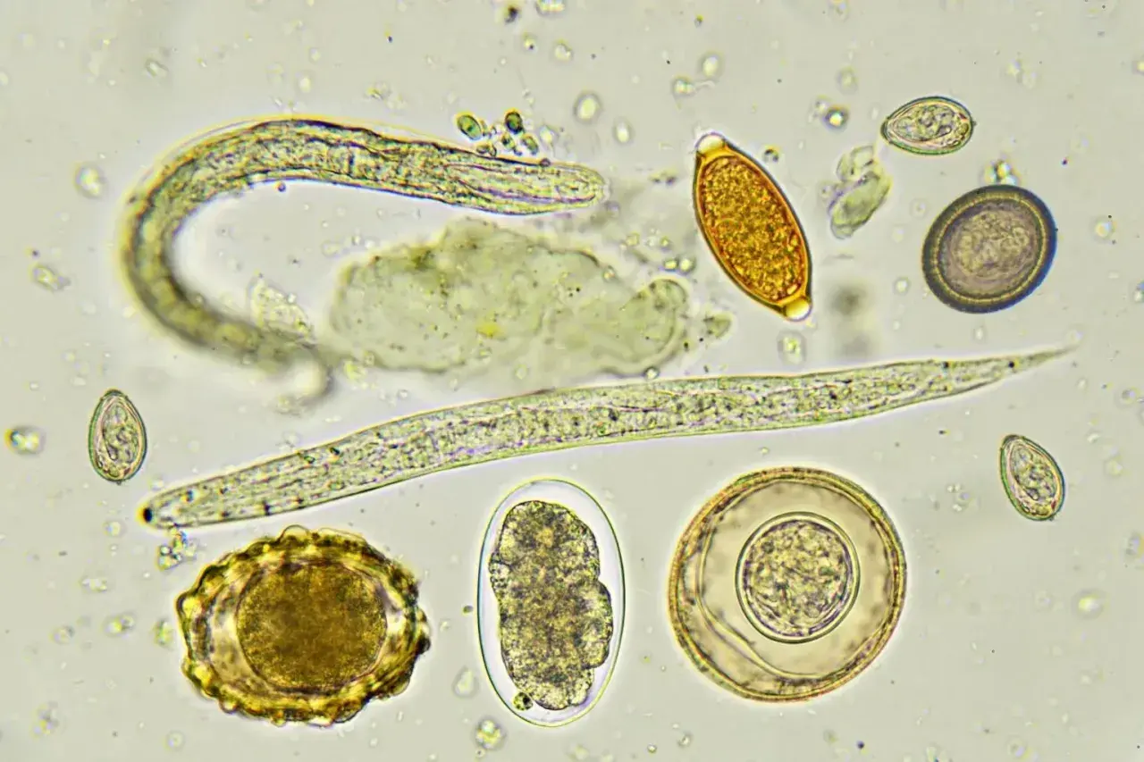 Vermi nei cani: uova e larve di parassiti intestinali osservate al microscopio.