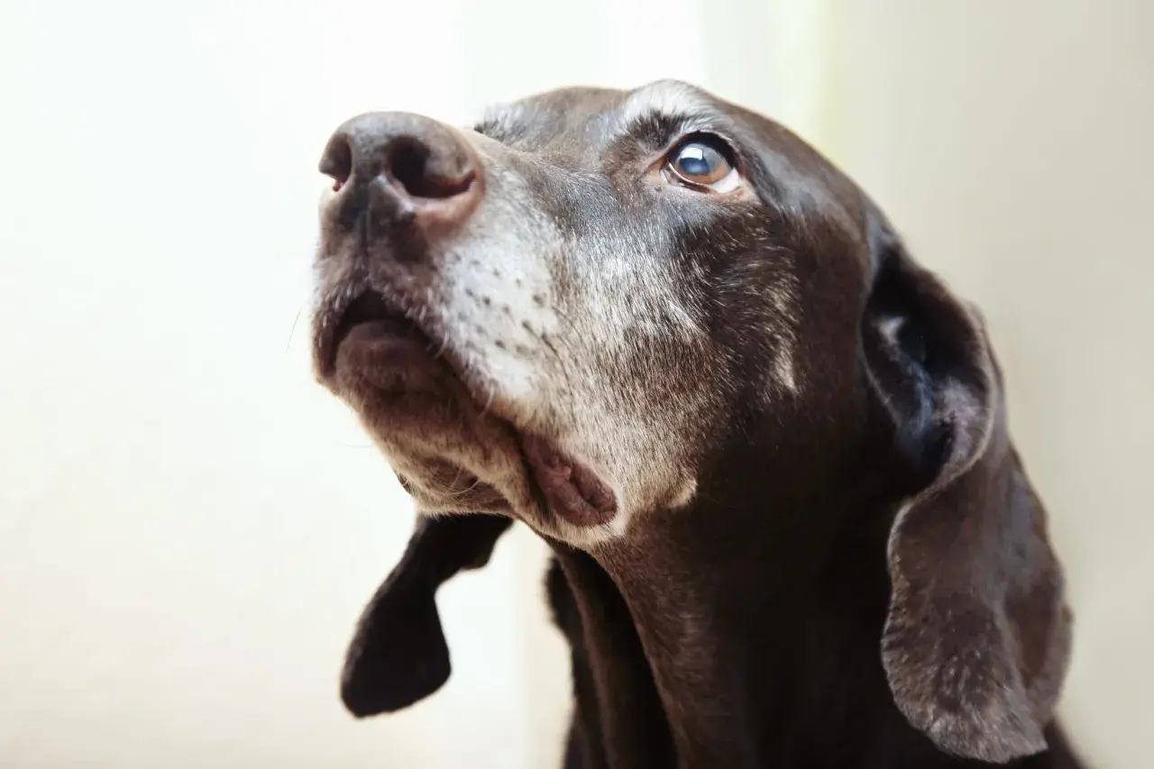 Close-up of a brown dog's face, looking up.