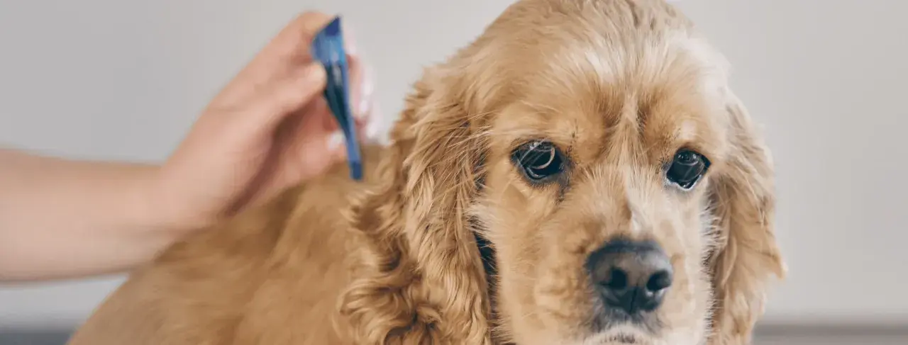 Primo piano di un cane golden retriever a cui viene applicato un antiparassitario. Prevenzione contro l'erlichiosi cane.