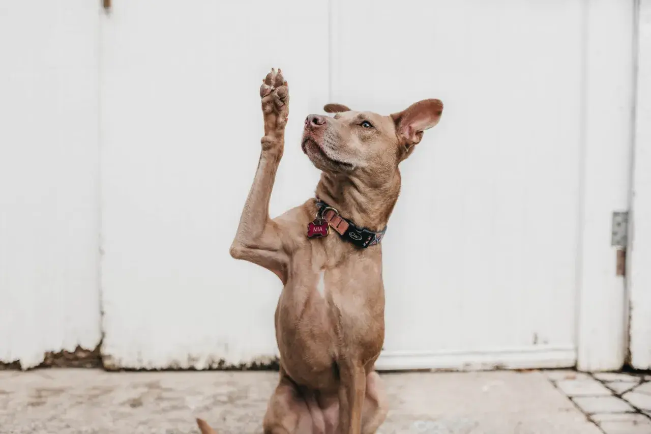 Cane con zampa alzata, sembra chiedere "chi ha un callo sul gomito?".