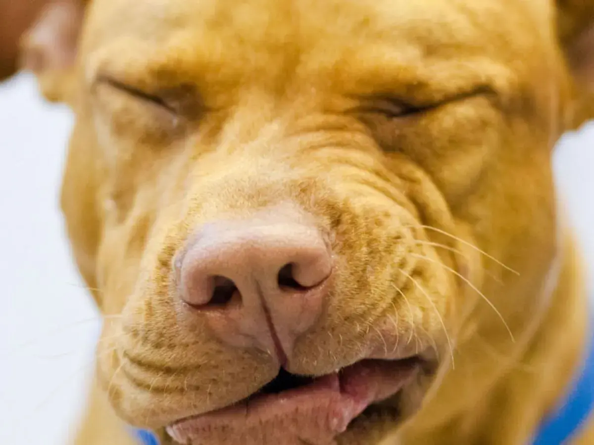 Primo piano di un cane con gli occhi chiusi e un'espressione buffa, forse un po' di naso che cola.