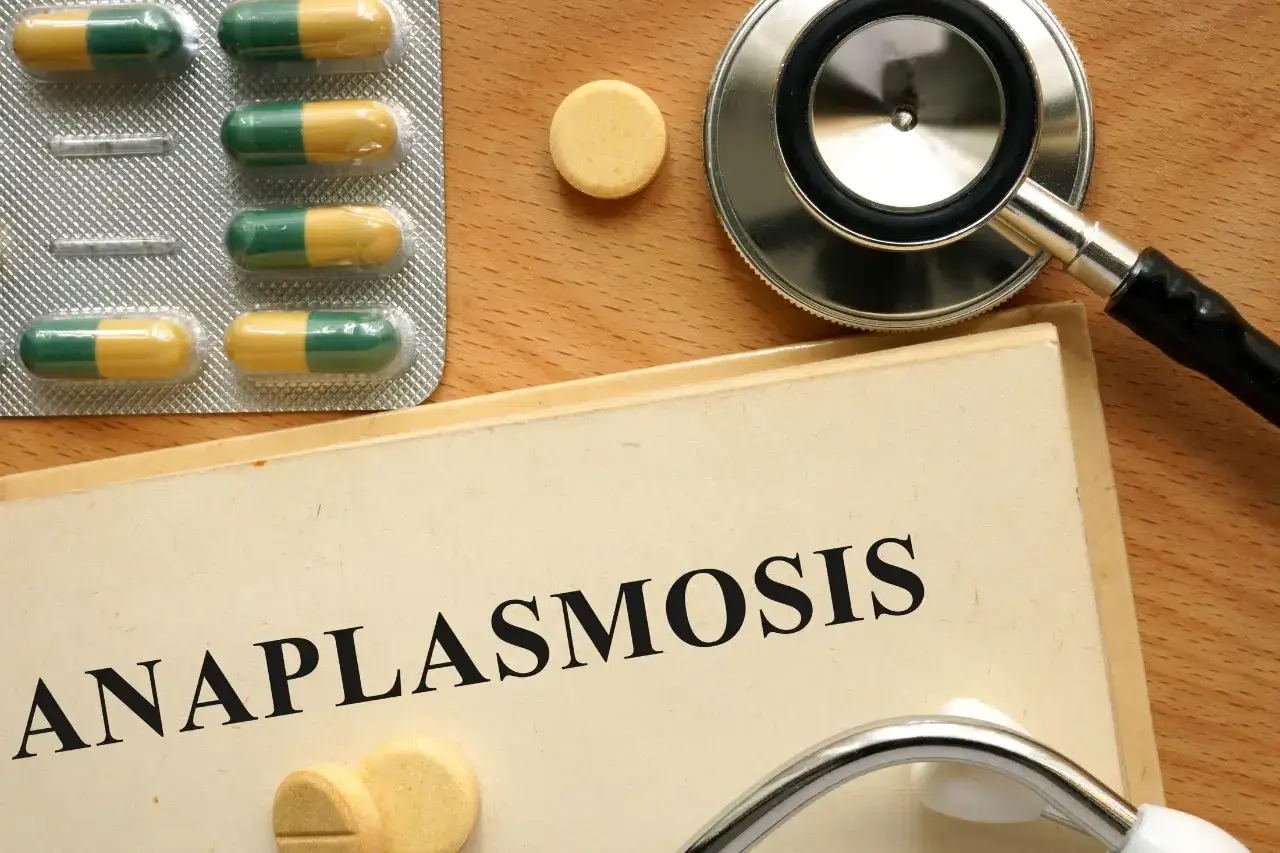 Pillole e stetoscopio su un libro con la scritta "Anaplasmosis", suggerendo il trattamento per l'anaplasma nel cane.