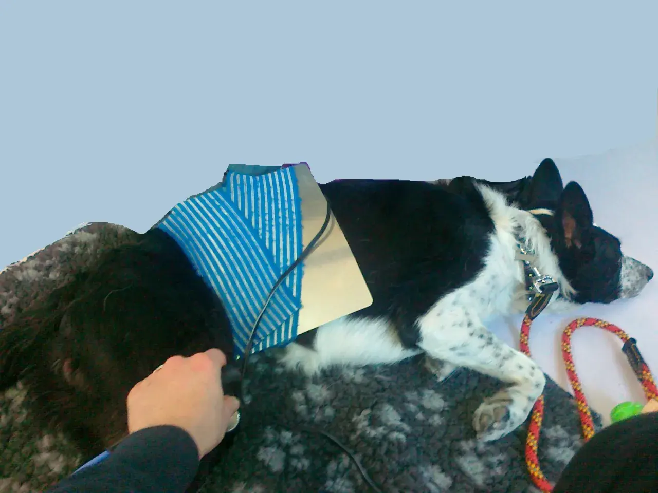 Cane con tutore post-operatorio, forse per rottura crociato. Il costo dell'operazione è una preoccupazione per molti proprietari.