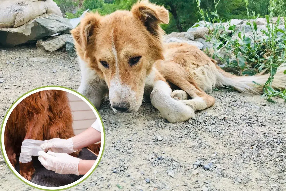 A sad-looking dog lies on the ground while a close-up shows a paw being bandaged.