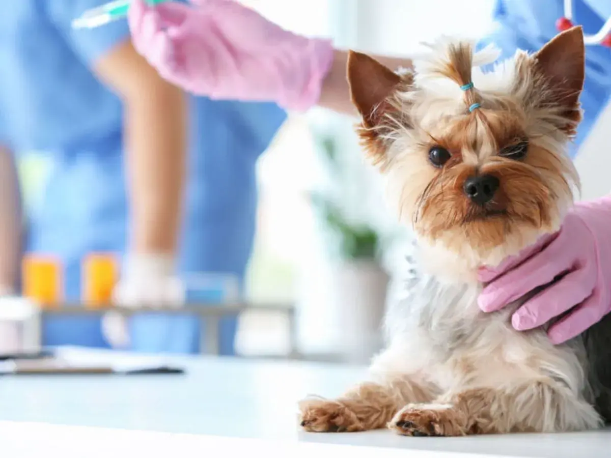 Un yorkshire terrier con il morbo di Cushing, sperando in una cura. Il veterinario prepara un'iniezione.