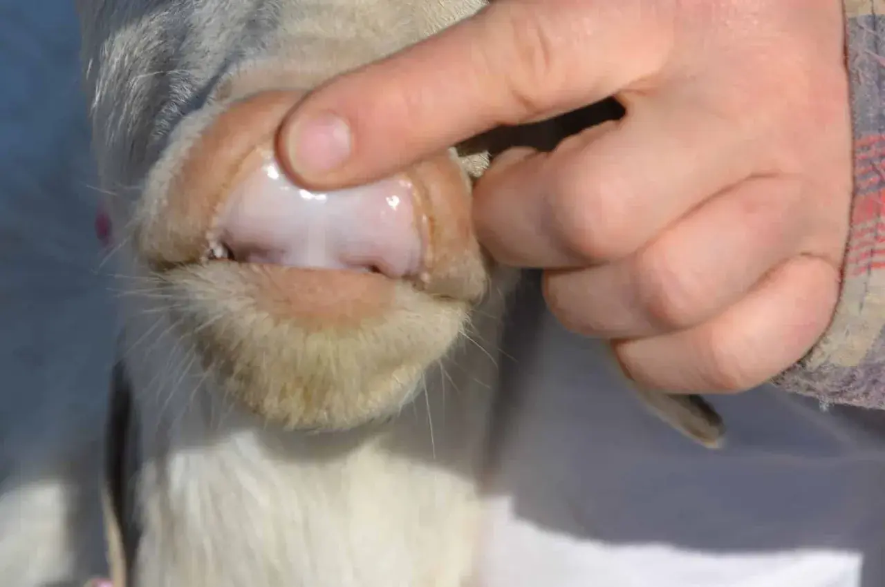 Gengive pallide di un cane, sintomo di anemia. Un dito solleva il labbro per mostrare la mucosa.