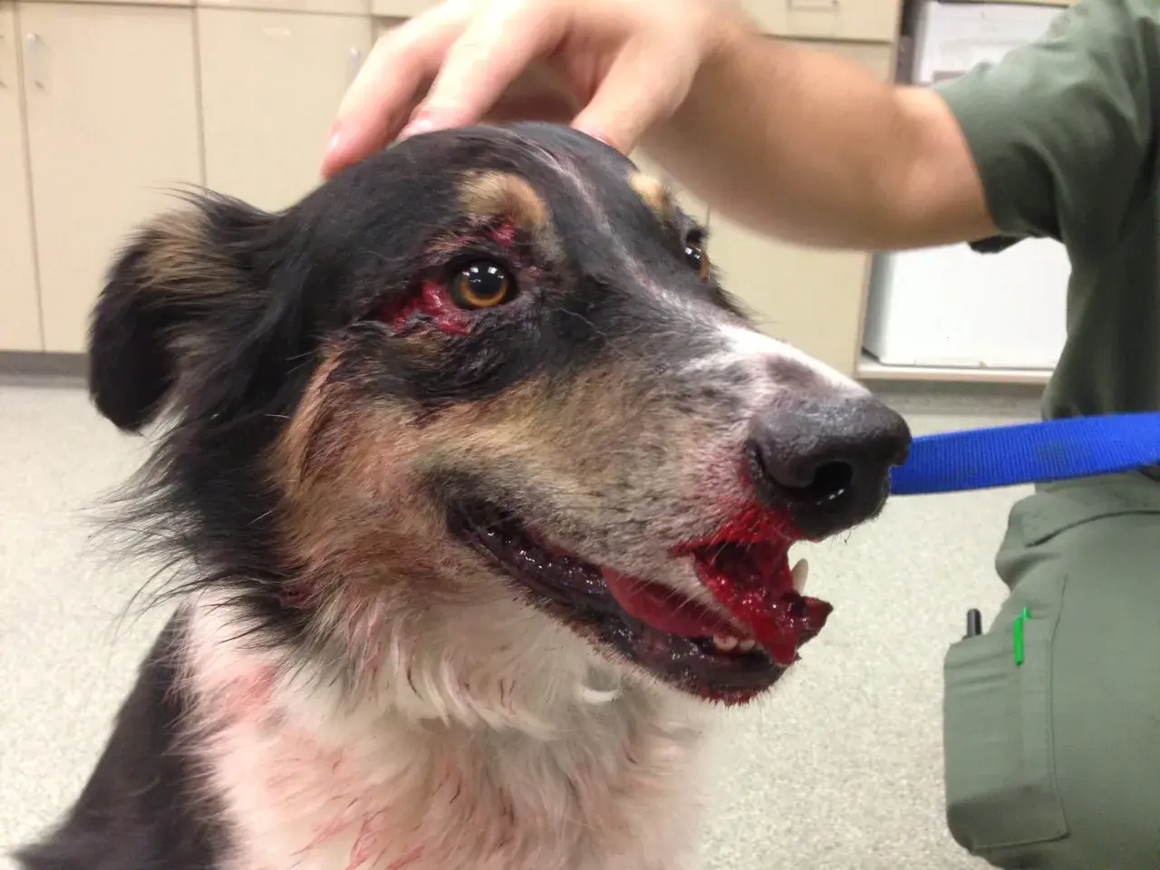 Cane ferito con sangue sul muso e intorno agli occhi. Potrebbe essere un segno di trauma alla colonna vertebrale, ma servono altri sintomi per confermarlo.