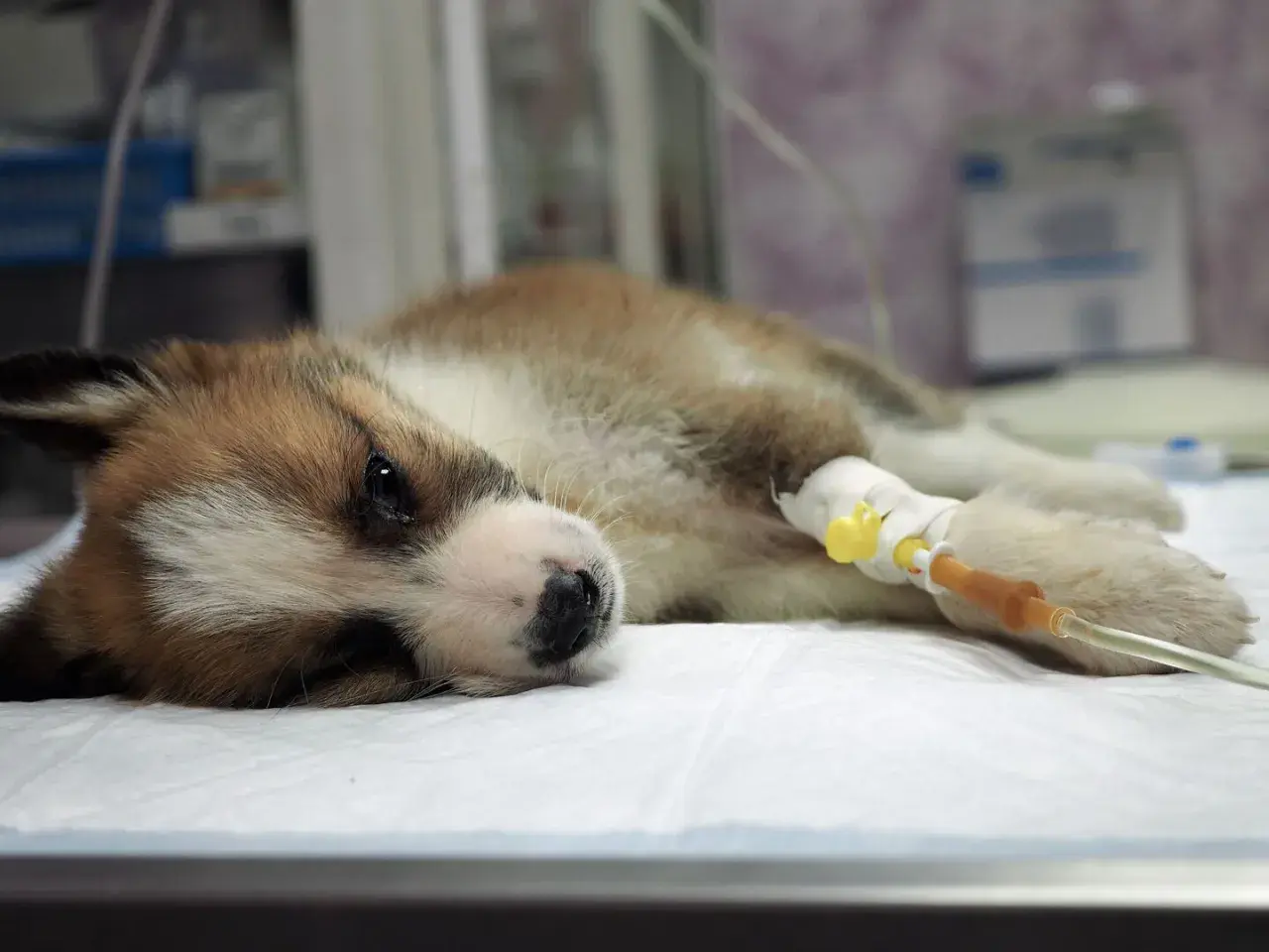 Cucciolo malato con flebo, uno dei parvovirosi cane sintomi è la letargia.