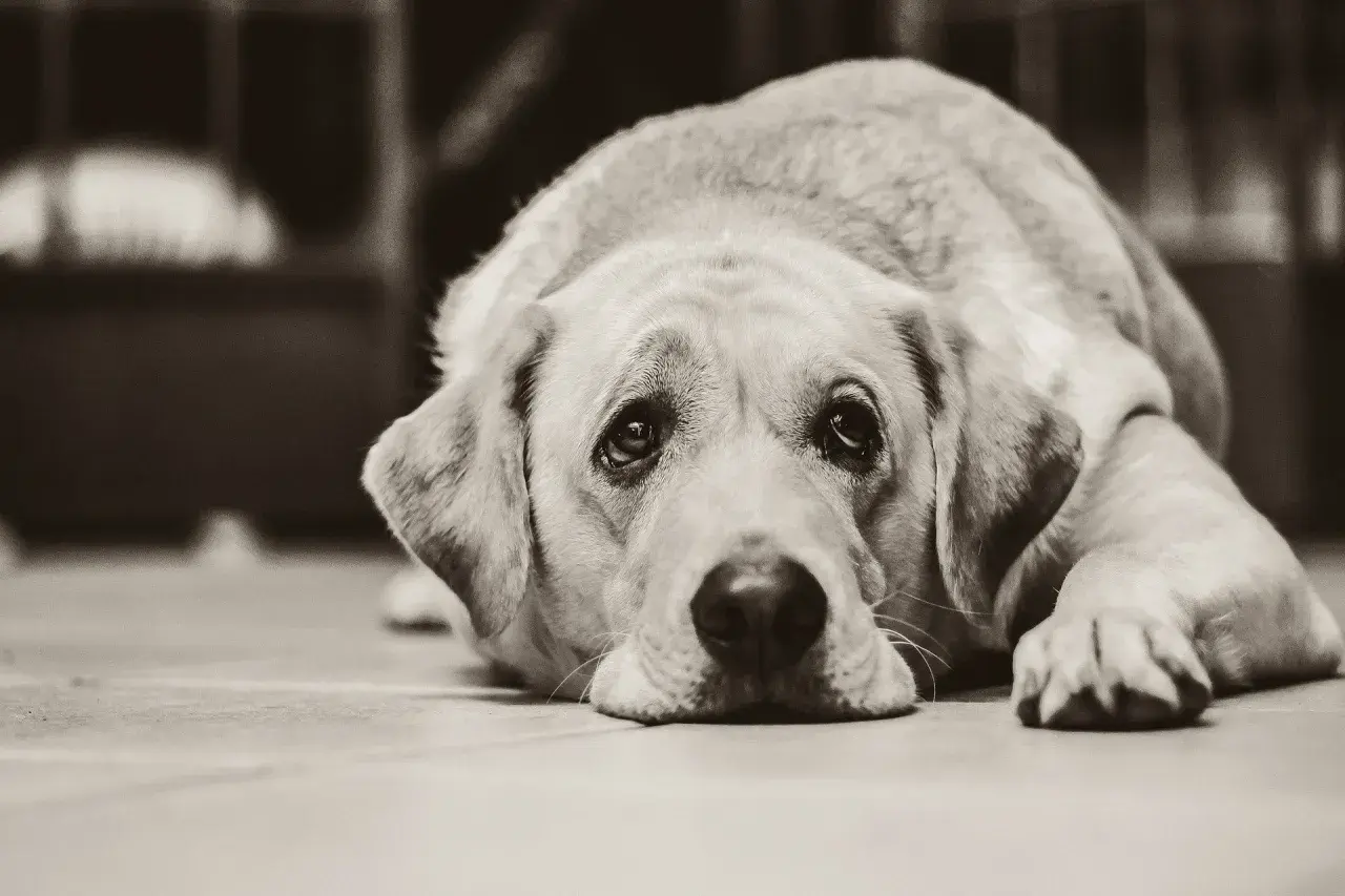 Un cane con sguardo triste, forse soffre di artrite. Le sue zampe sono distese, il muso appoggiato a terra.