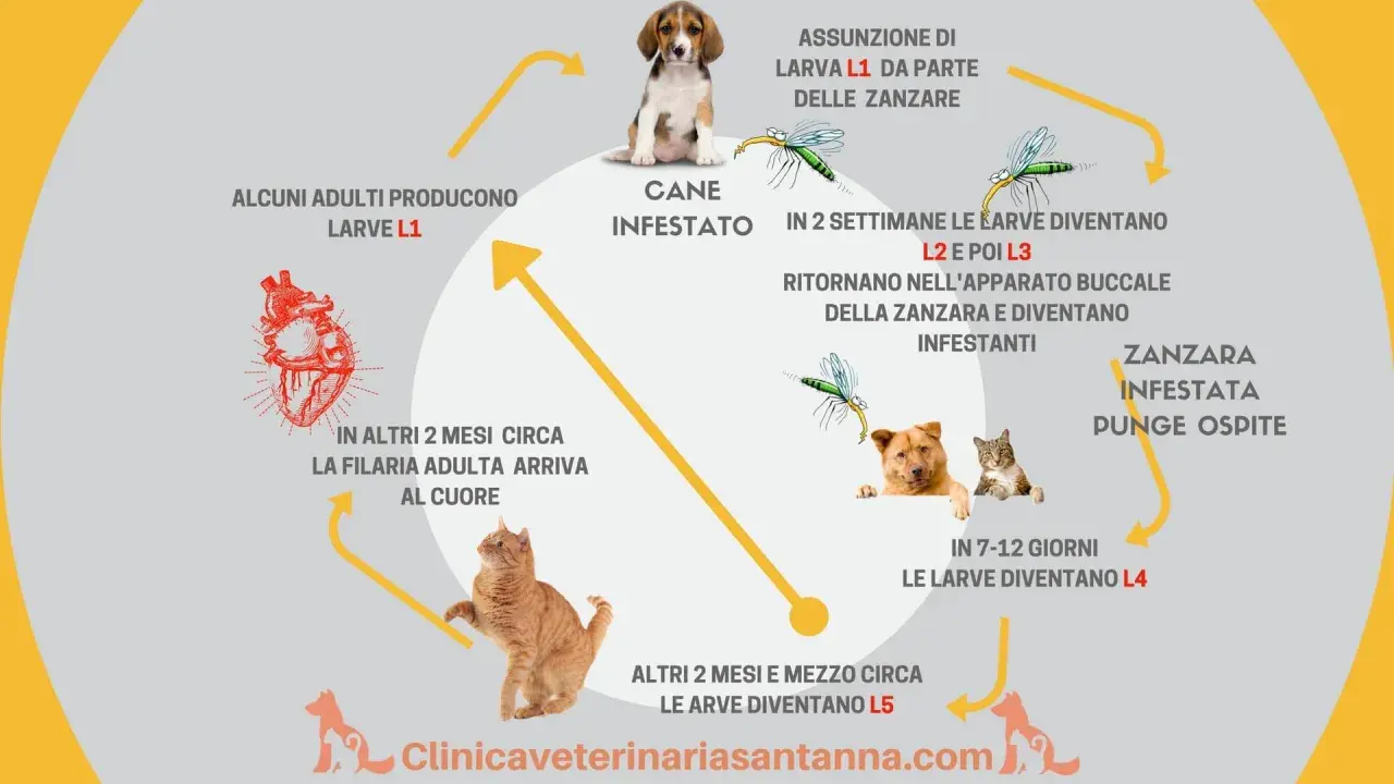 Ciclo della filaria nel cane: le zanzare trasmettono larve L1, che si sviluppano in L3 e poi L4, fino a raggiungere il cuore del cane.